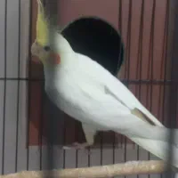 جفت عروس هلندی با جوجه لوتینو و ابلق