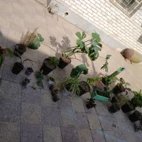 گلدون اپارتمانی|گل و گیاه طبیعی|شوش, |دیوار