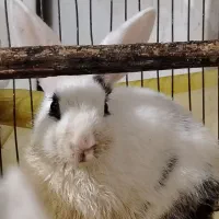 خرگوش|موش و خرگوش|برازجان, |دیوار