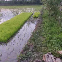 نشاع برنج سنتی به مقدار 10کیلو گرم