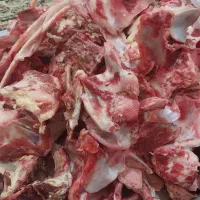 استخوان گوشتی  وقلمه تازه