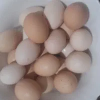 تخم مرغ محلی