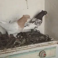 کفتر سرخ زاغ کله سینه|پرنده|فریمان, |دیوار