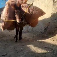 سلام قاطرماده