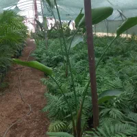 کارگر گلخانه شهرک گلخانه ای رشت|استخدام صنعتی، فنی، مهندسی|رشت, حومه رشت|دیوار