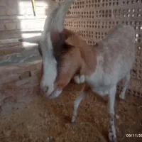 گوسفند|حیوانات مزرعه|میبد, |دیوار