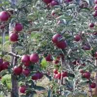 باغچه-دماوند