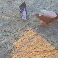 جفت سرور دم سفید و سینه سیاه بی عیب|پرنده|صدرا-فارس, فاز ۱|دیوار