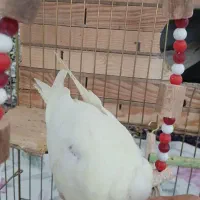 عروس هلندی