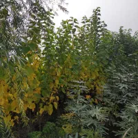 نهال نمونه|حراج|قزوین, |دیوار