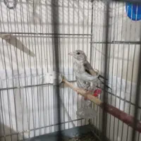 سهره|پرنده|تهران, اتابک|دیوار