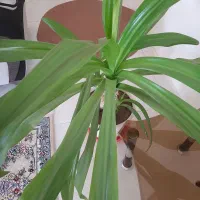 گل سوسن انکبوتی|گل و گیاه طبیعی|اقلید, |دیوار