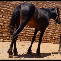 کره اسب یورقه قیمت مناسب