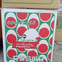 پخش‌تخم‌مرغ‌برادران‌ملکی