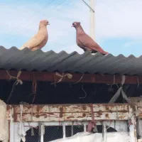 پرنده مرغ کبوتر