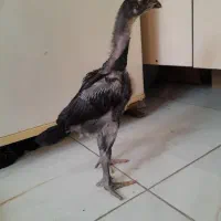 جویایی کار در مرغداری هستم