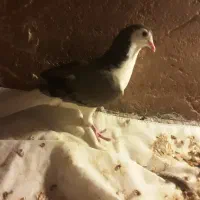 ۲۵۰|حیوانات|اصفهان, سرشبادران|دیوار