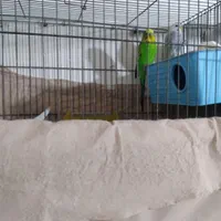 یک جفت مرغ عشق|پرنده|پاکدشت, پاکدشت (مامازند)|دیوار