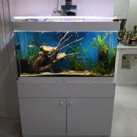 یک آکواریوم لاکچری|ماهی|مشهد, الهیه|دیوار