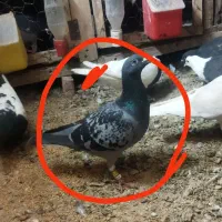 چند تا ماده المانی کفتر بوم