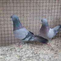 کبوتر|پرنده|نهاوند, |دیوار