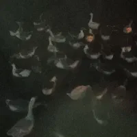 بهترین نژاد غاز محلی|حیوانات مزرعه|مشگین شهر, |دیوار