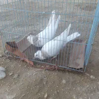 تعداد۲۰جفت طوق درجه یک سالم بدون پرغلط