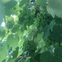 فروش غوره تازه درشت آبدارقیمت مناسب