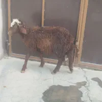 بزغالهدونه۵ملیونبرهنر۲۵کیلویی۶ملیونگوسفندچاق۵۰|حیوانات مزرعه|نهاوند, |دیوار