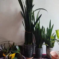 گل سانسوریا سالم وسرحال