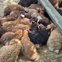 گوسفند زنده کشتارگاه بزرگ در غرب،شرق شعبه فعال