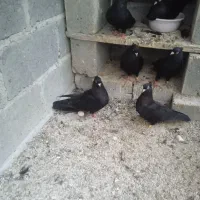 سیاه آبادانی زیبا و تمیز|پرنده|بندر کنگان, |دیوار