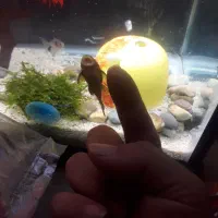 ماهی لجن خوار