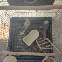 یک جفت عروس هلندی مولد