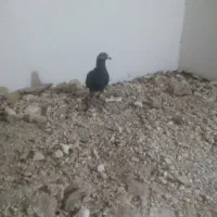 جوانه نر سوسکی بزک 500|پرنده|تربتحیدریه, میدان مرکزی|دیوار