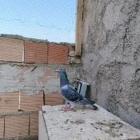 کبوتر مسافتی جان اردن|پرنده|گنبد کاووس, |دیوار