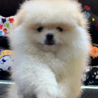 پامر سفید برفی|سگ|رشت, لاکانی|دیوار