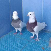کبوتر یک جفت طوقی پاک