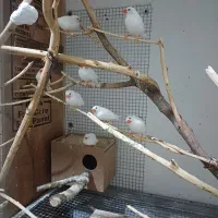 فنچ معمولی سفید بشرط مولد|پرنده|رامشیر, |دیوار