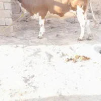 گاو مچسر|حیوانات مزرعه|شوشتر, |دیوار