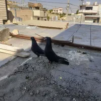 کبوتر آبادانی
