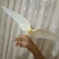 عروس هلندی ماده