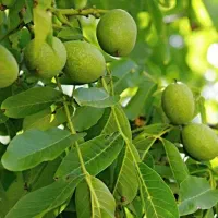 ـ نهـال گردوی فرنور و چندلر