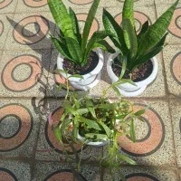 گلهای طبیعی