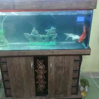 اکواریوم سالم|ماهی|رباطکریم, مسکن مهر آبشناسان|دیوار