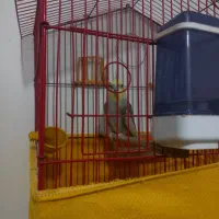 عروس هلندی نر مست مست|پرنده|کرج, کرج نو|دیوار