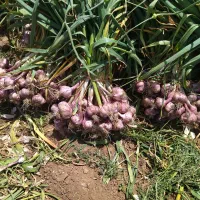 اجاره زمین کشاورزی ب سیر