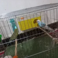 یک جفت مرغ عشق|پرنده|کوهدشت, |دیوار