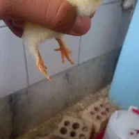 تخم مرغ نطفه دار