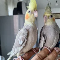 دو تا عروس هلندی رام و دستی